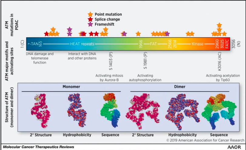 ATMmutations in PDAC