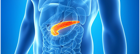 pancreas